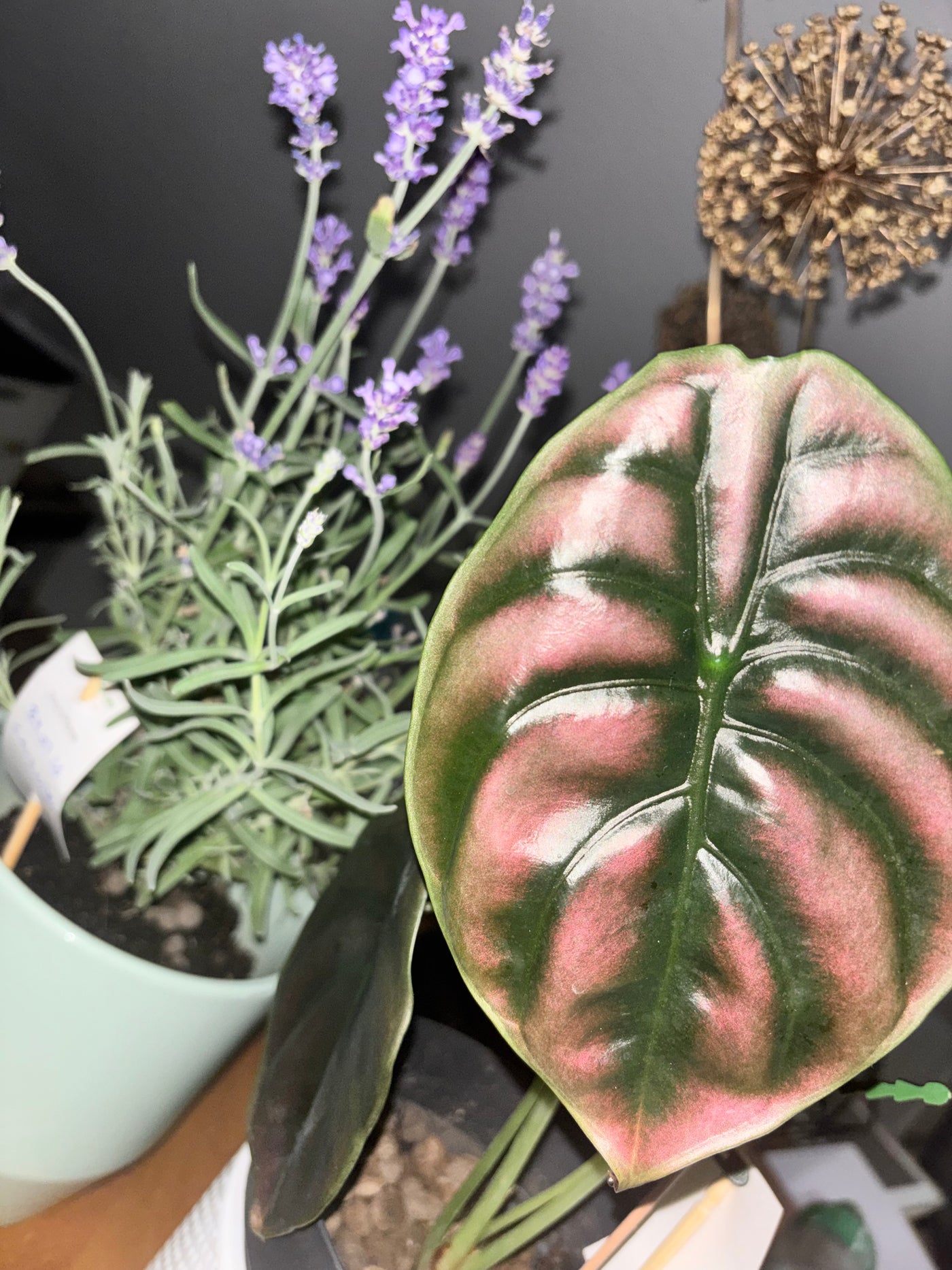 Alocasia Red Secret | Alocasia Cuprea Variegata