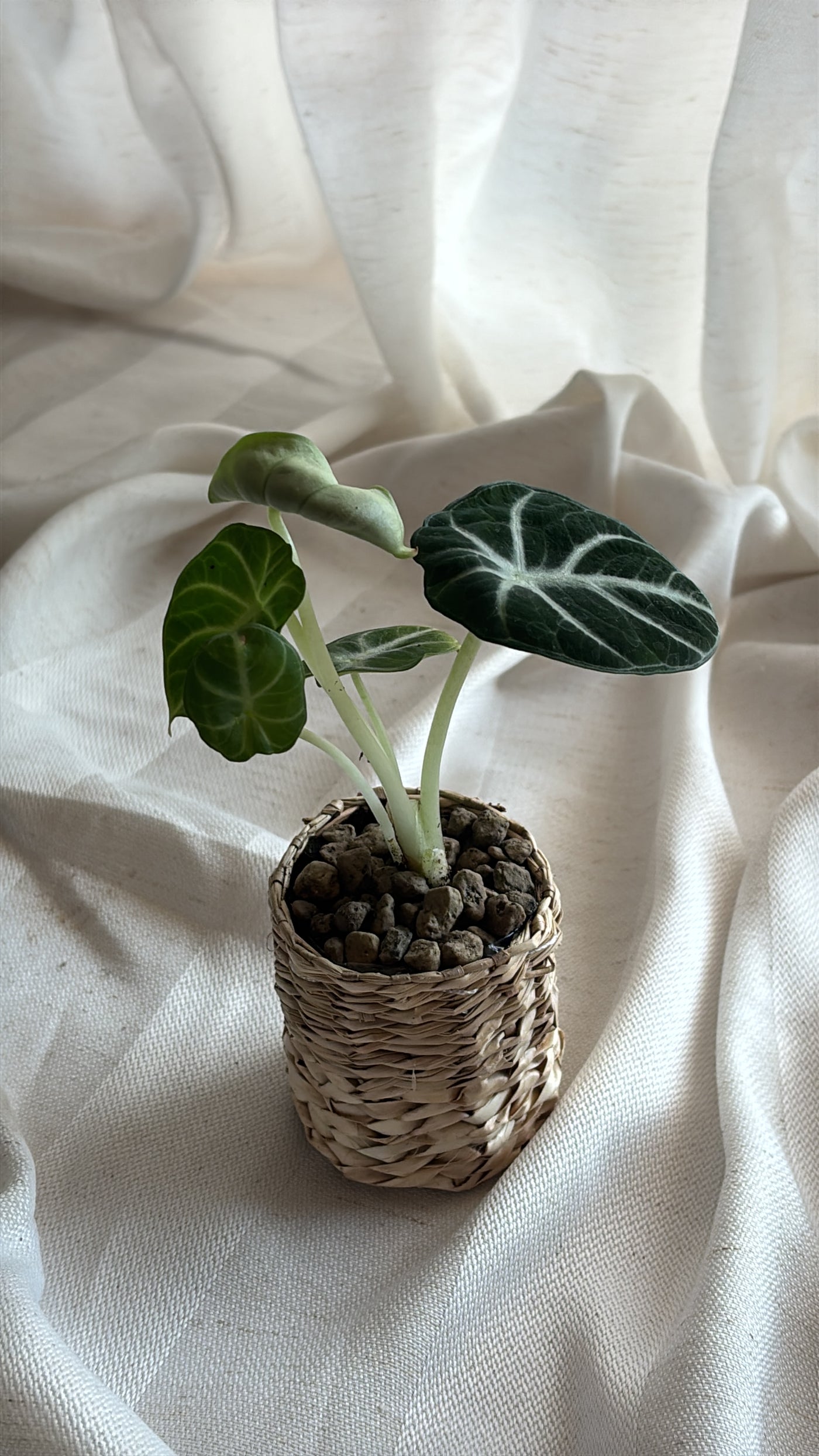 Alocasia Black Velvet – Handgezogene Jungpflanze