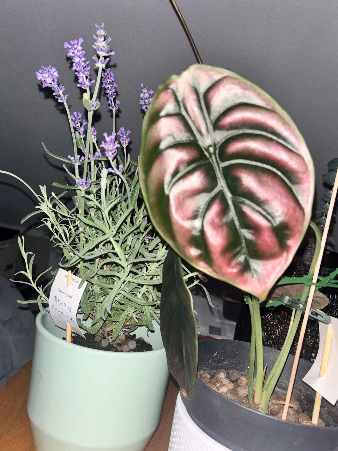 Alocasia Red Secret | Alocasia Cuprea Variegata