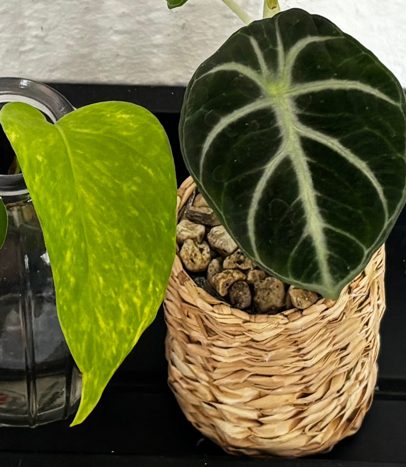 Surprise Starter Kit – Your Surprise Rhizome | by LEAFerservice