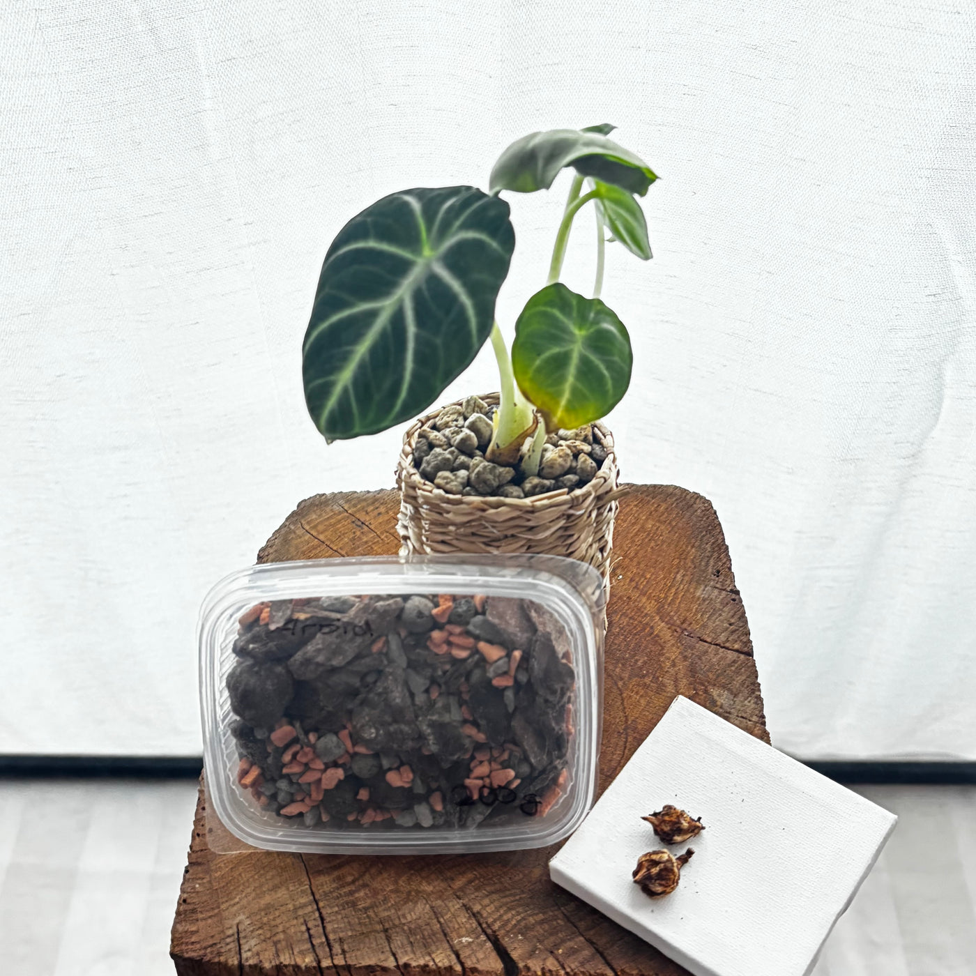 Surprise Starter Kit – Your Surprise Rhizome | by LEAFerservice