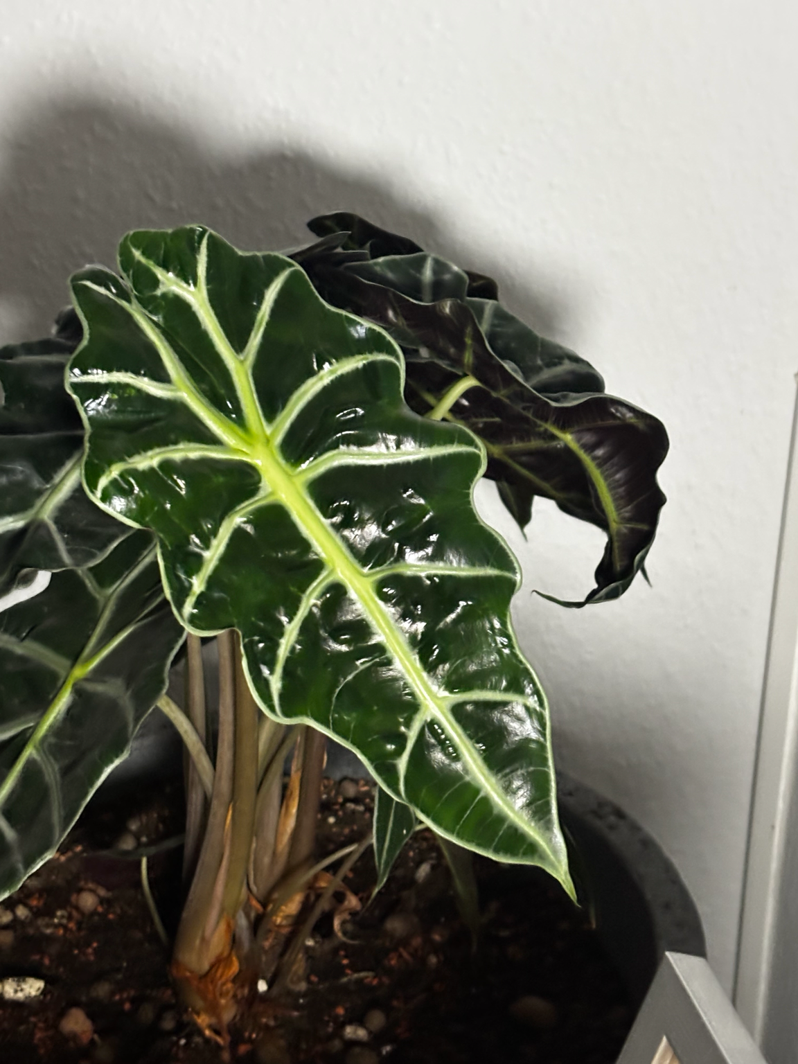 Surprise Starter Kit – Your Surprise Rhizome | by LEAFerservice