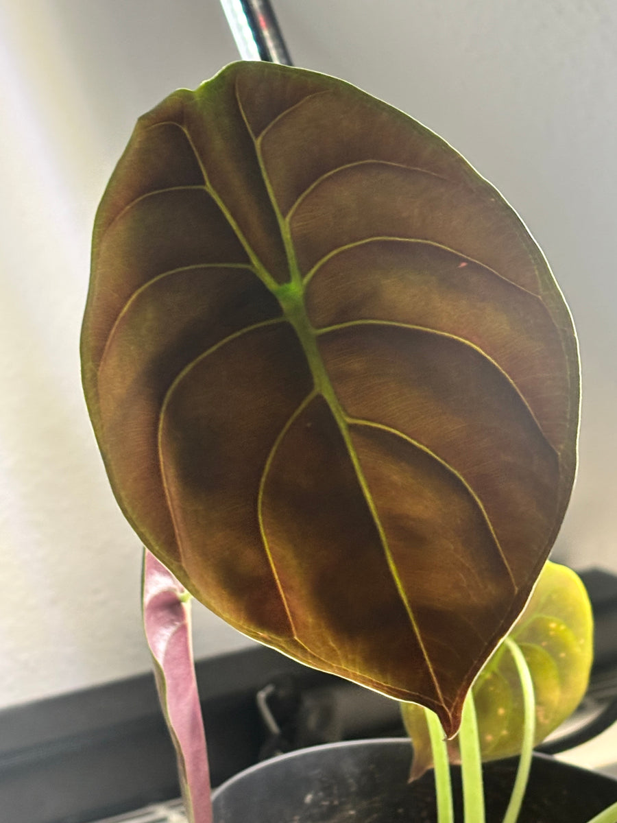 Alocasia Red Secret | Alocasia Cuprea Variegata