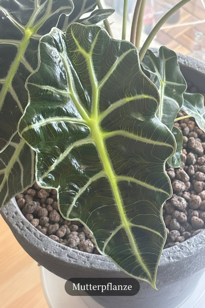 Alocasia Black Velvet – Handgezogene Jungpflanze