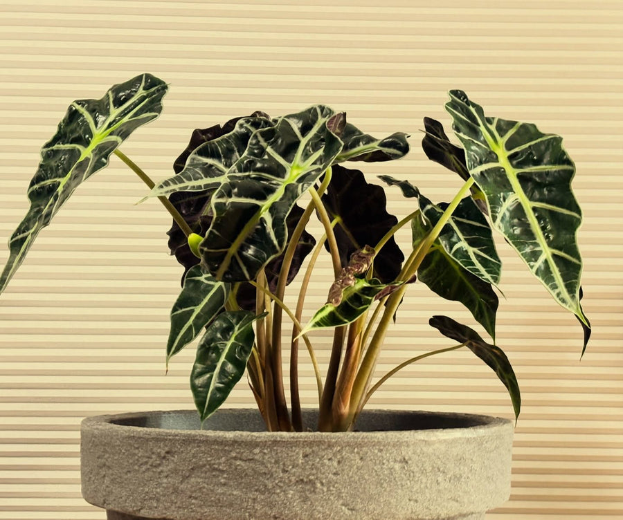 Alocasia Black Velvet – Hand-grown Young Plant